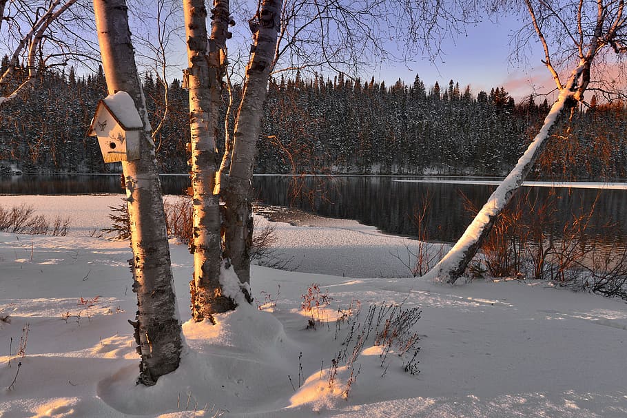 trees surrounded by snow, winter landscape, birch, lake, cold HD wallpaper