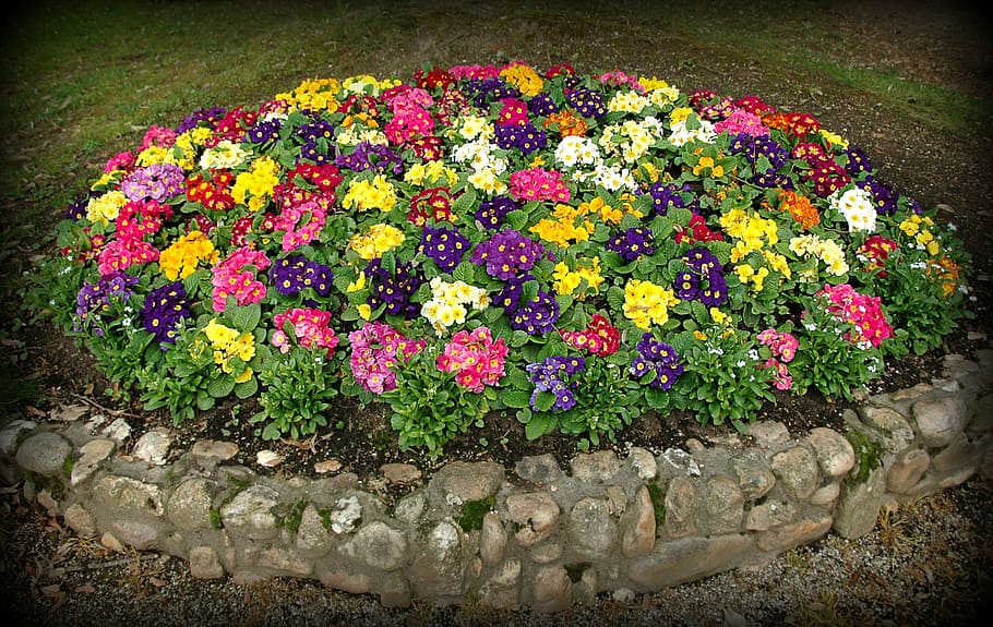 flowers, spring, primroses, colors, flowering plant, growth HD wallpaper