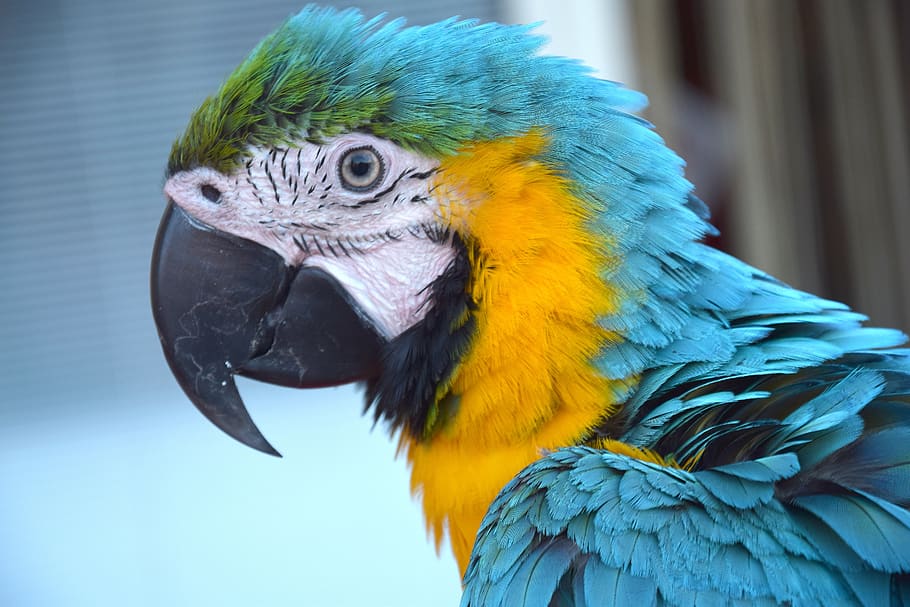 parrot, colorful parrot, bird, volatile, colorful feathers, HD wallpaper