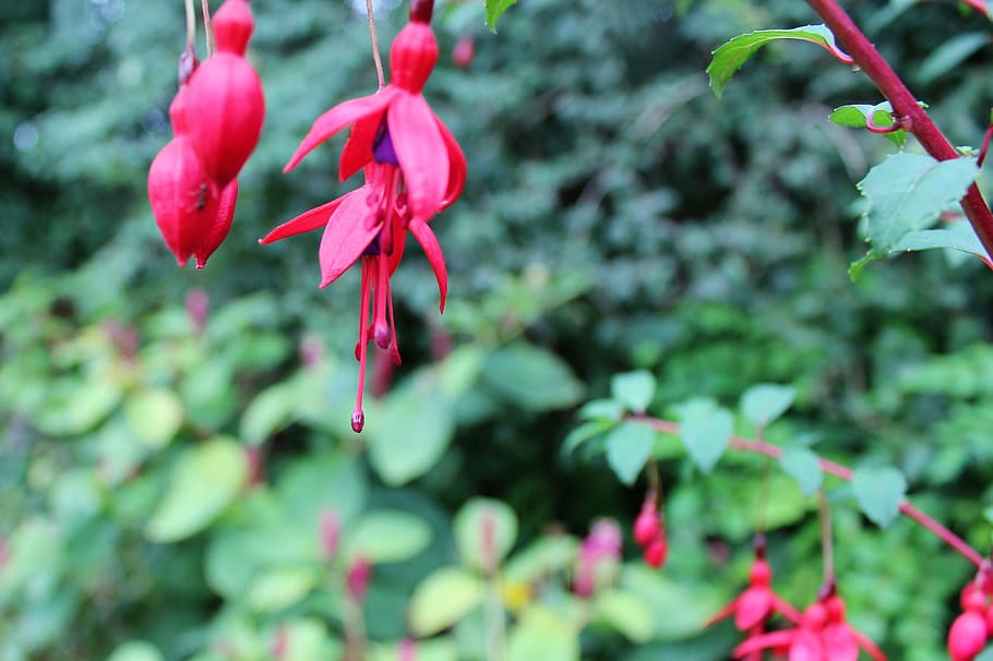 fuchsia, autumn, flower, red, nature, garden, bloom, plant HD wallpaper