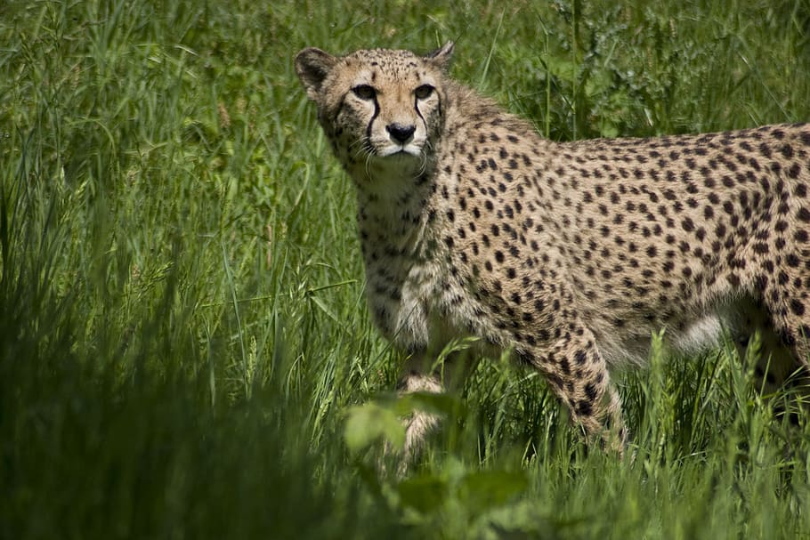 cheetah, predator, cat, hunting, animals, animal world, nature HD wallpaper