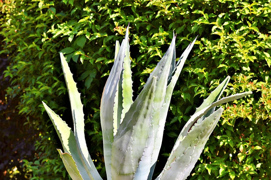 Agave, Cactus, Spur, prickly, desert cactus, thorns, plant HD wallpaper