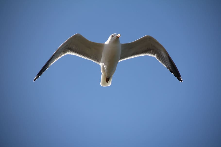 Sky, Seagull, Bird, Fly, Feathers, blue, no people, one animal HD wallpaper