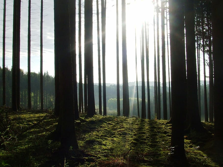 tree, back light, sun, forest, nature, mood, incidence of light HD wallpaper