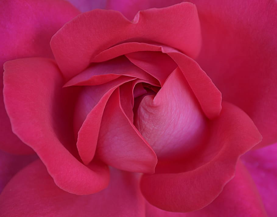 petals, macro, rose, bloom, blooming, blossom, delicate, elegant HD wallpaper