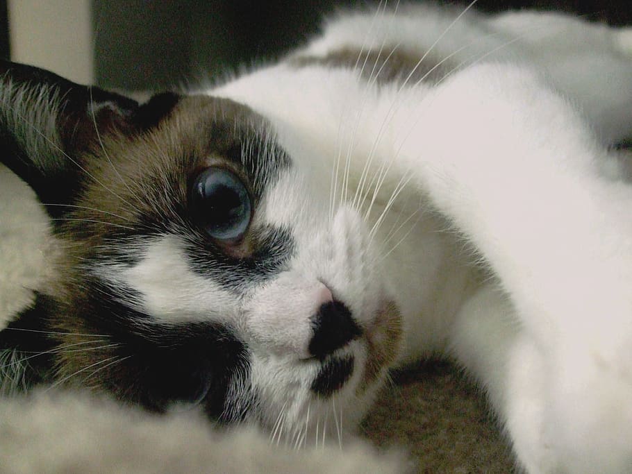 Cat, Siamese, Kitty, Mix, Animal, Pet, feline, fur, blue, fluffy HD wallpaper