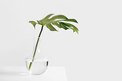 Cheese plant leaf in clear glass vase, untitled, green leaf, white HD wallpaper
