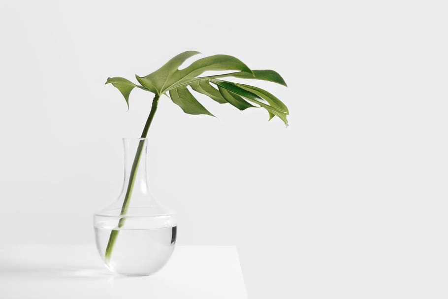 Cheese plant leaf in clear glass vase, untitled, green leaf, white, HD wallpaper