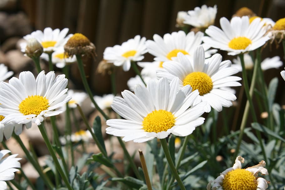 Flower, Garden, Rush, Flora, Nature, summer, blossom, bloom HD wallpaper