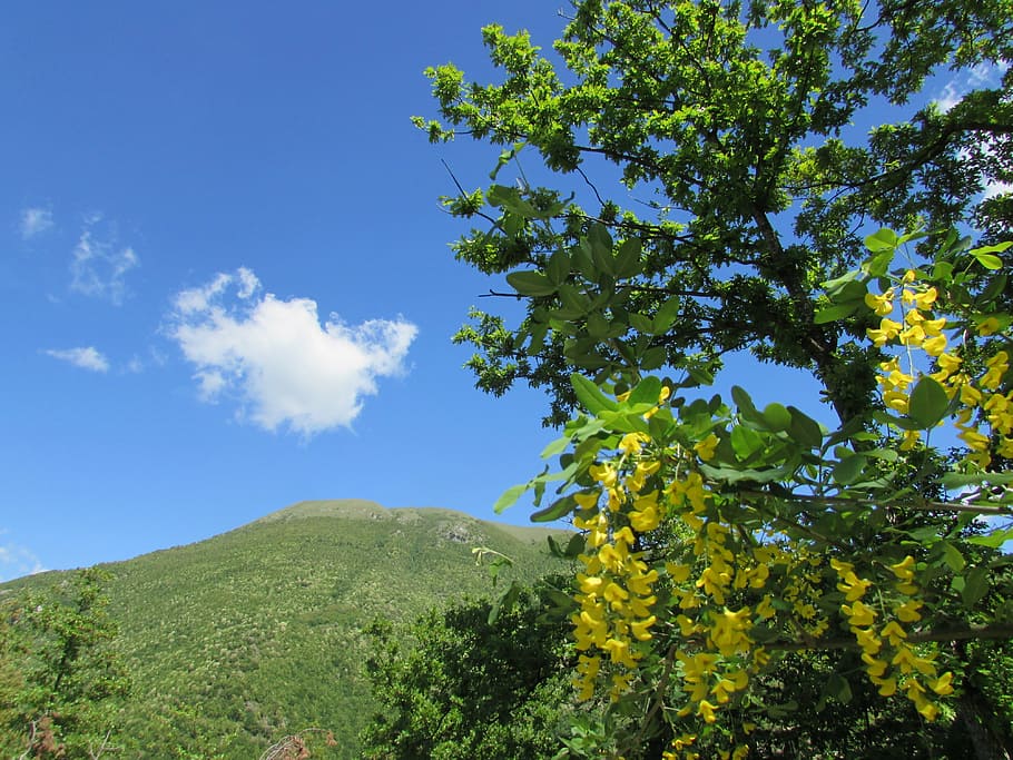 prato, nature, spring, spring flowers, plant, sky, beauty in nature HD wallpaper