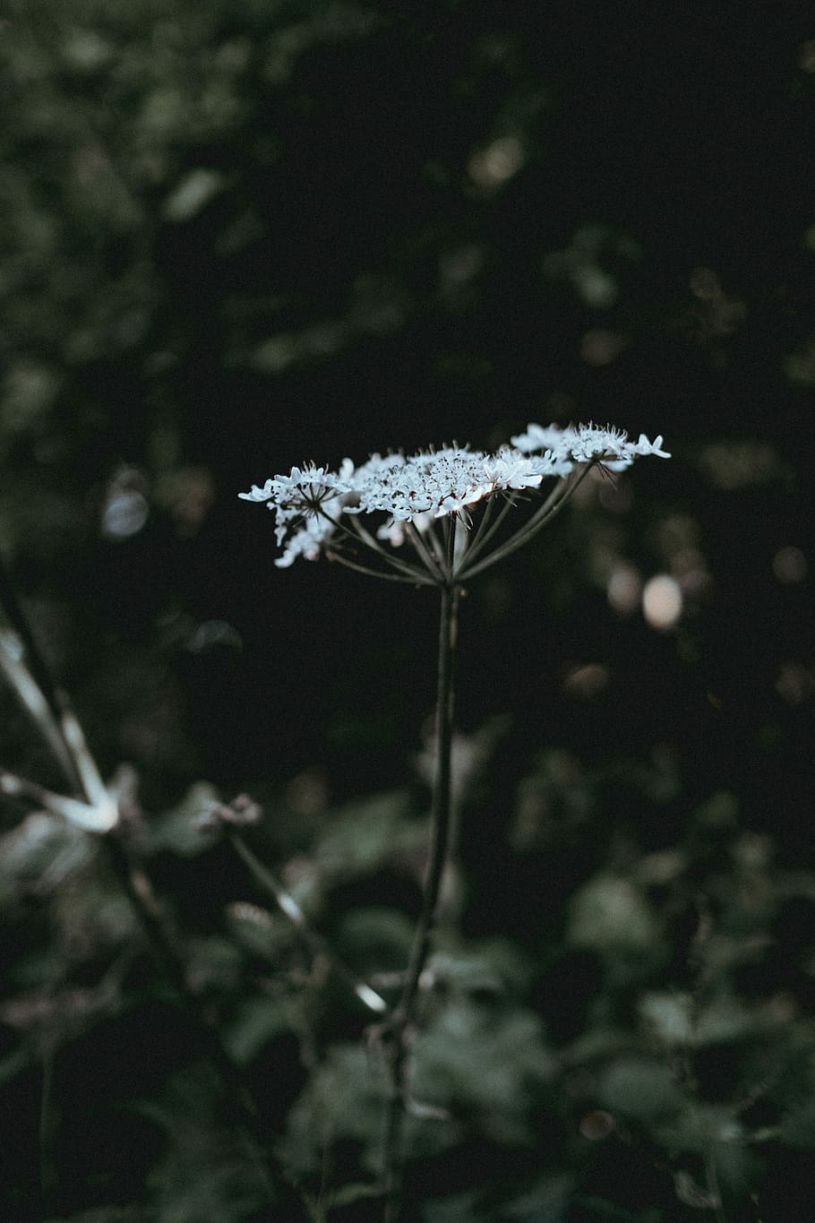 shallow focus photography of white flower, stem, stalk, plant HD wallpaper