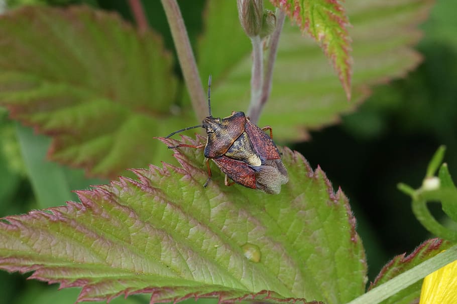 bug, grass, sitting, insect, animal, animal themes, animal wildlife HD wallpaper