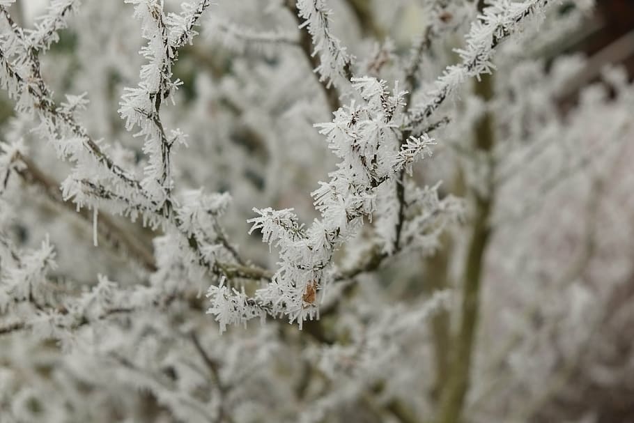 iced, eiskristalle, winter, frozen, cold, crystals, hoarfrost HD wallpaper