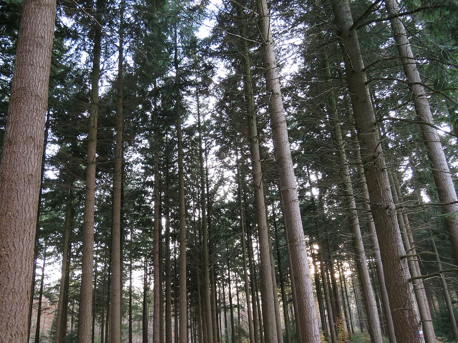 forest, trees, nature, trunk, undergrowth, escape, plant, tree trunk HD wallpaper