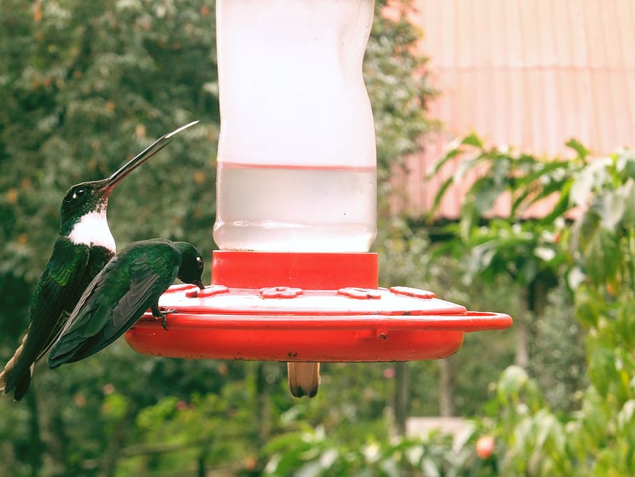 hummingbird, beautiful, sings, close, animal, wing, air, park, HD wallpaper
