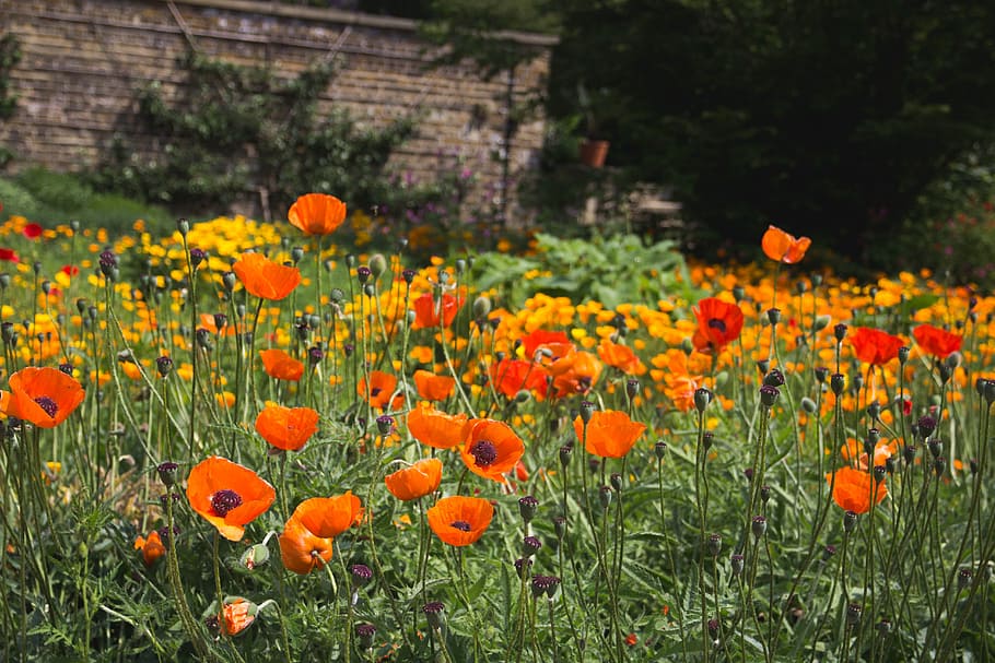 field of orange poppy flowers, photo of red poppies flowers outdoors, HD wallpaper