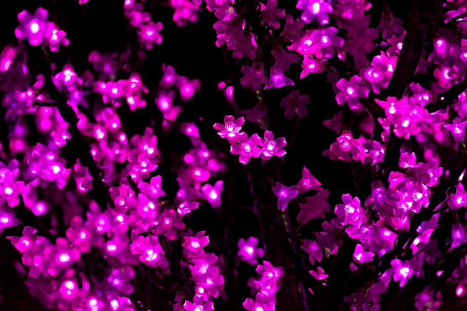 purple string lights, abstract, background, bright, celebration HD wallpaper