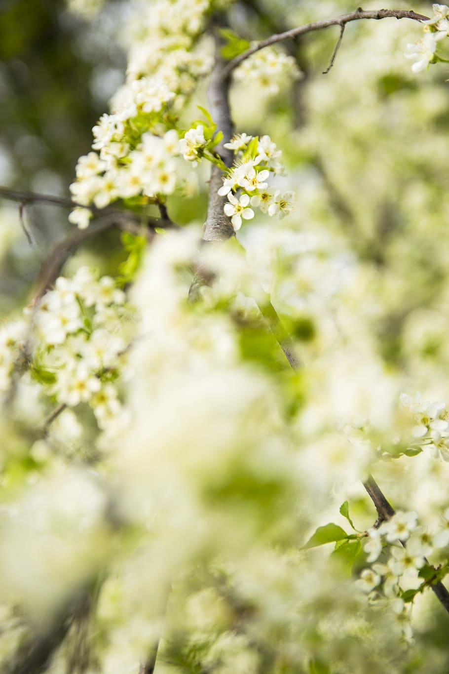 macro shot photography of white flowers, cherry blossom tree, spring, landscape, flower, green HD wallpaper