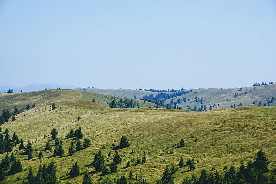green pine trees on hill during daytime, bird's eye photography of mountain HD wallpaper
