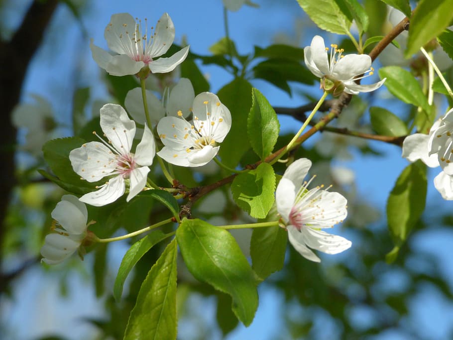 Spring, Flowers, Tree, growth, nature, freshness, beauty in nature HD wallpaper