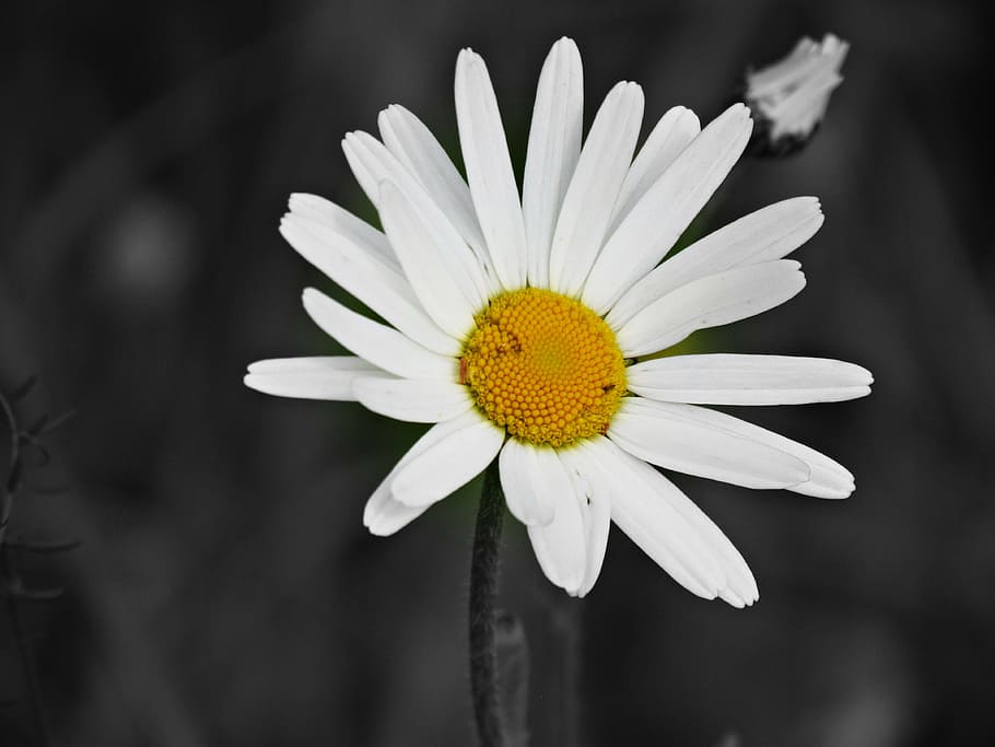 flowers, nature, spring, plant, flowering plant, fragility HD wallpaper