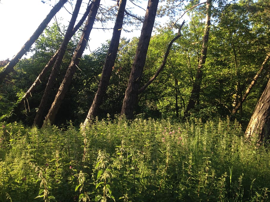 hardwood, timber, green, forest, trees, nature, outdoors, summer HD wallpaper