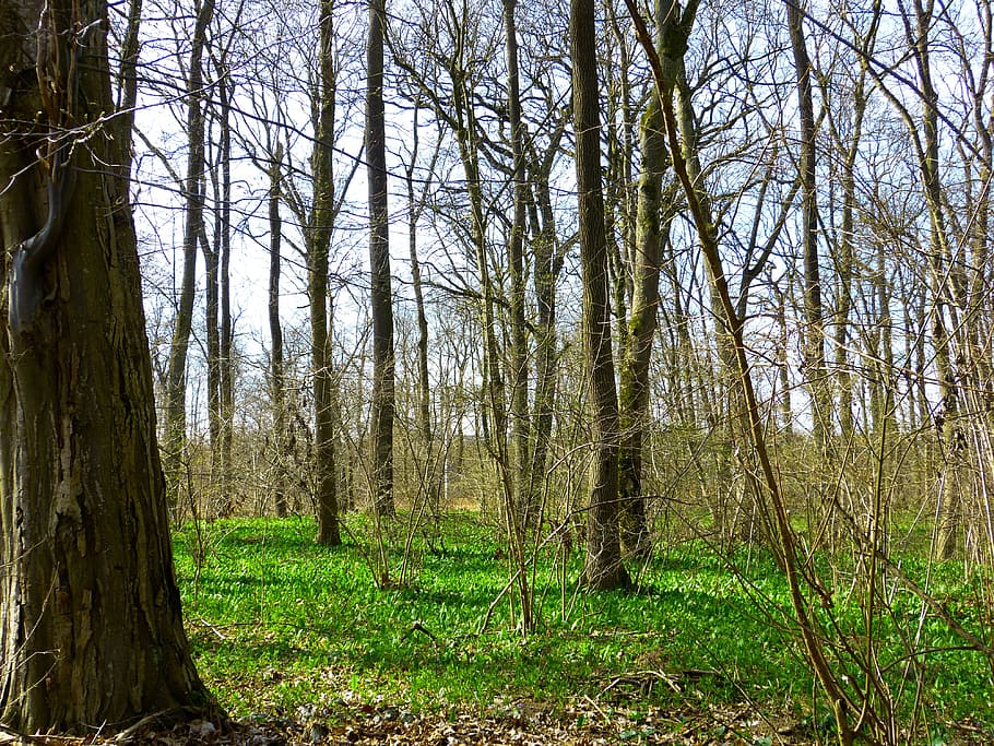 Spring, Forest, Green, spring forest, bear's garlic, sprout HD wallpaper