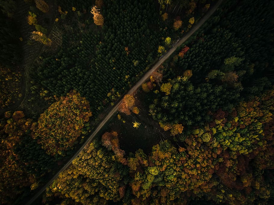 aerial photography of road in woods at daytime, aerial photography of road in the middle of forest HD wallpaper