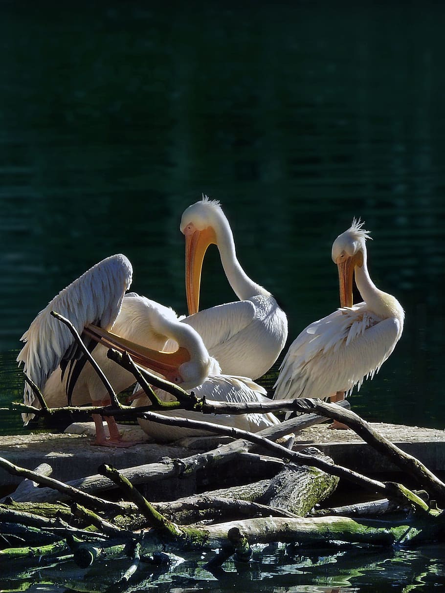 Pelicans, Animals, Birds, Nature, Water, waterfowl, bill, zoo, HD wallpaper