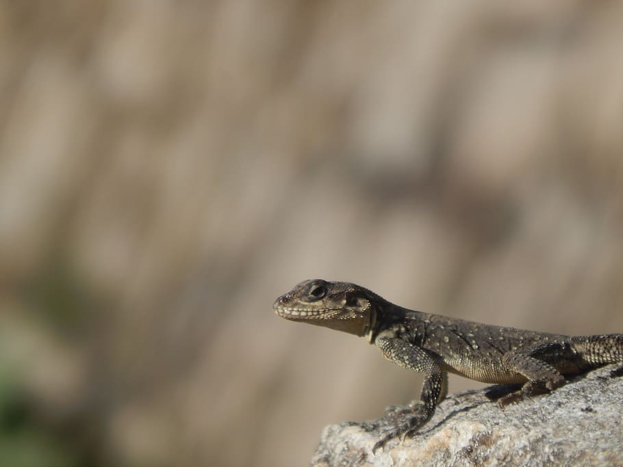 lizard, animal, nature, rough, animal themes, reptile, one animal HD wallpaper