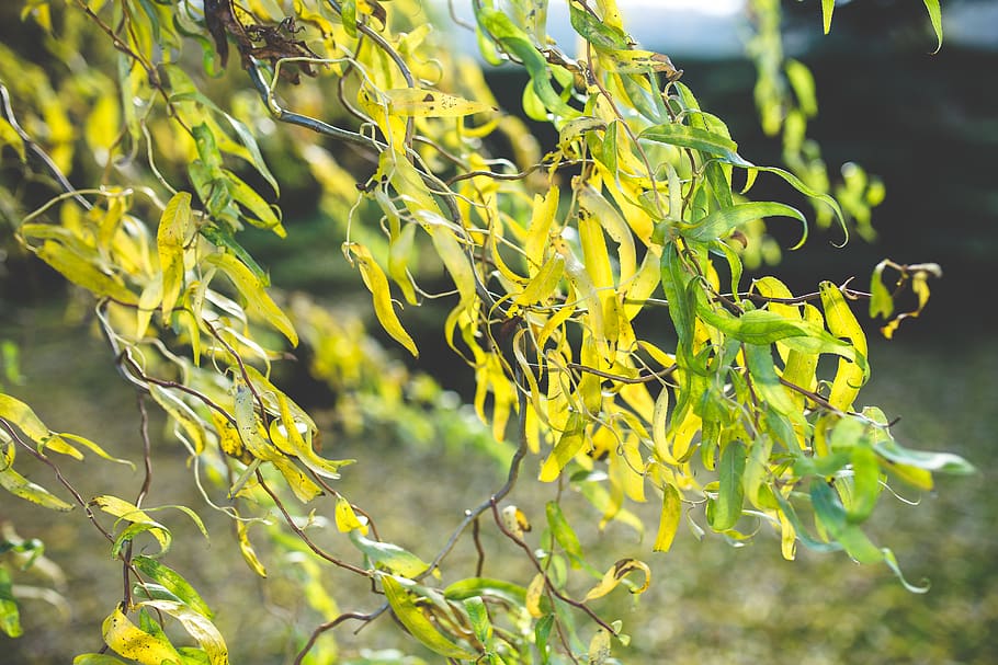 tree, leaf, leaves, yellow, autumn, fall, little, small, nature HD wallpaper