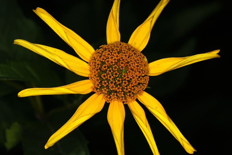 Flower, Sun Hat, Yellow, Close, garden plant, macro, close-up HD wallpaper