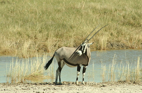 oryx, antelope, namibia, grazing antelope, wildlife, animal HD wallpaper