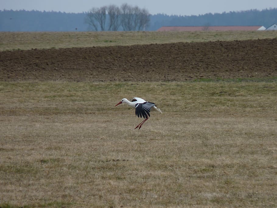stork, approach, bird, large, landing, animal, birds, feather HD wallpaper