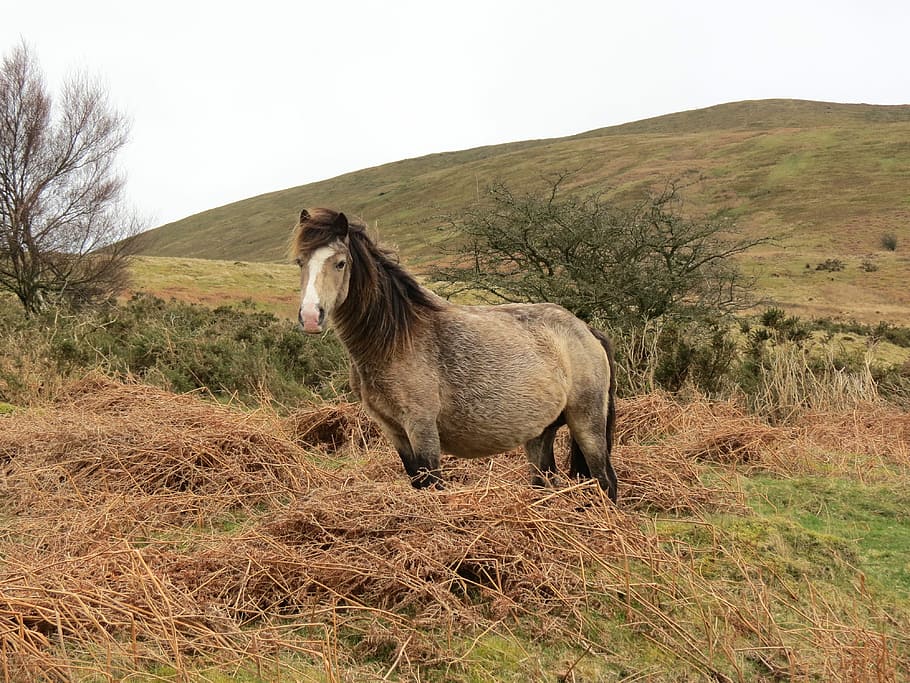 grey horse standing on grass, nature, animal, outdoors, rural Scene HD wallpaper