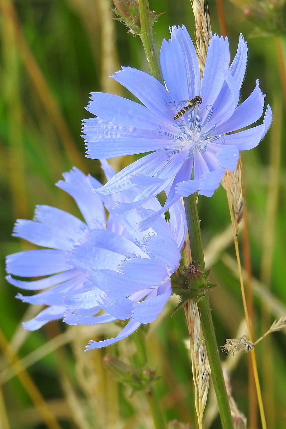 chicory, blue, flowers, summer, wild flower, flowering plant HD wallpaper