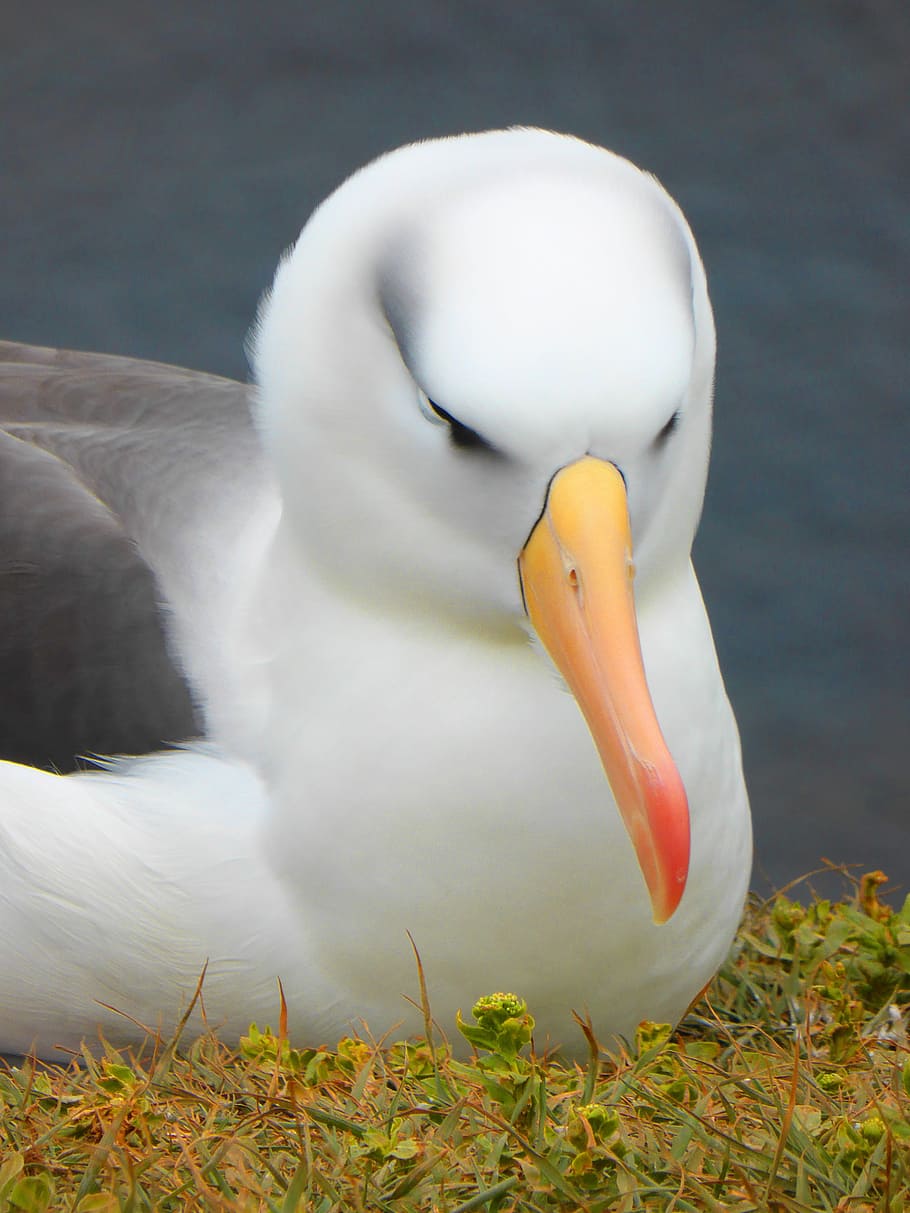 Albatross, Bird, bill, one animal, animals in the wild, beak HD wallpaper