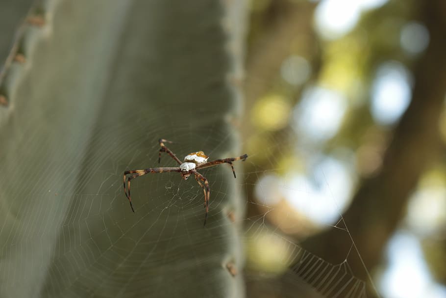 spider, arachnid, web, invertebrate, animal themes, insect HD wallpaper