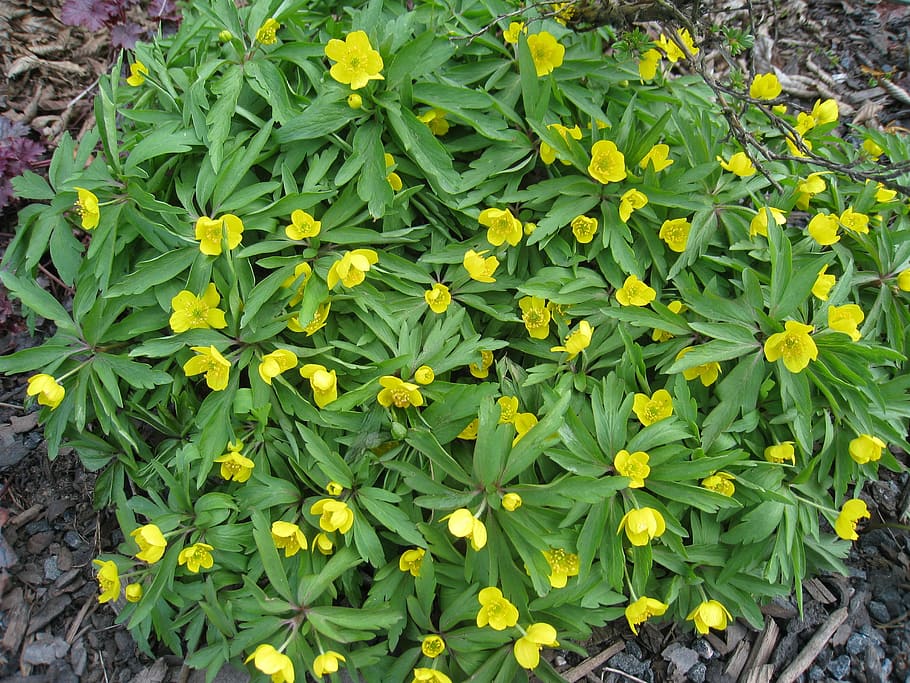 yellow wood anemone, spring, flowers, green, nature, plant