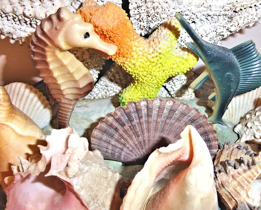 authentic sea shells, altantic ocean, ornament, animal, animal wildlife HD wallpaper