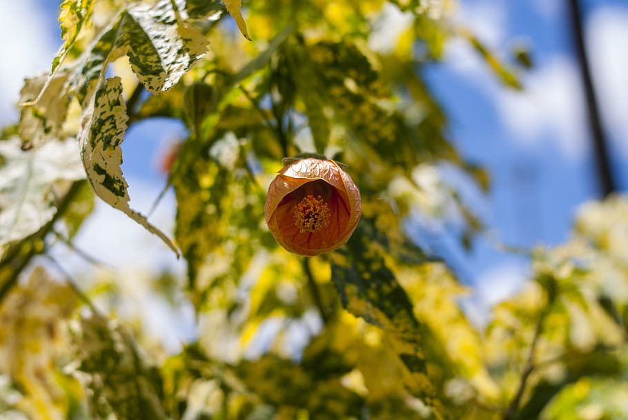 nature, leaf, tree, plant, focus on foreground, close-up, growth HD wallpaper