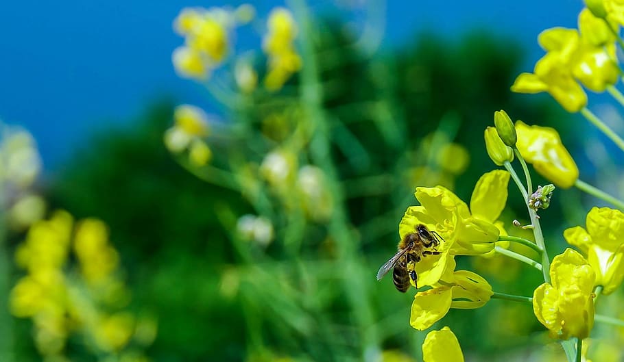 Bee, Macro, Flower, Yellow, Green, nature, wild, babu, spring HD wallpaper