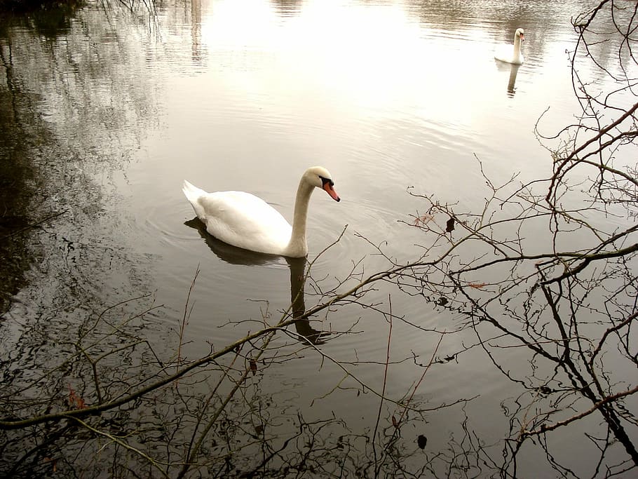 swans, water, nature, lake, animals in the wild, bird, vertebrate HD wallpaper
