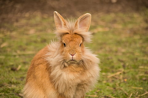 long-coated brown rabbit, hare, lion head, bunny, animal, sweet HD wallpaper