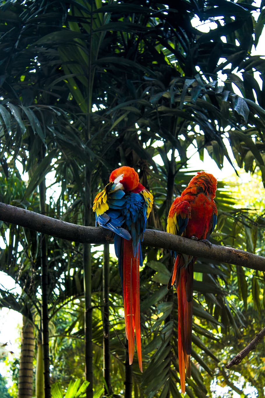 macaw, tropical, vegetation, ar, leaves, nature, ecology, spring HD wallpaper
