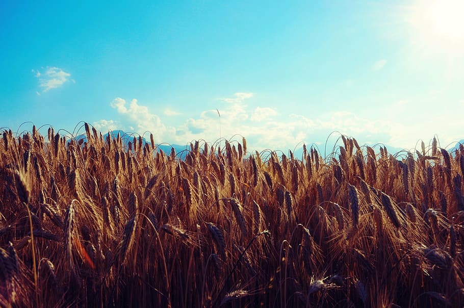 wheat, field, cereals, sky, grain, nature, agriculture, rural Scene HD wallpaper