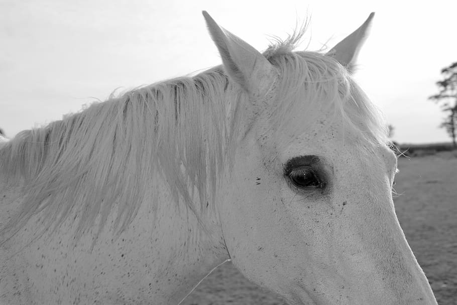 horse, white, eye, profile, ears, manes, domestic animal, animal wildlife HD wallpaper