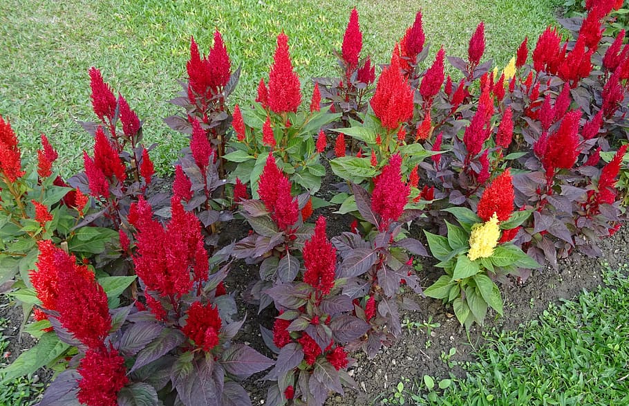cockscomb, flower, bed, flora, ornamental, gardening, blossom HD wallpaper