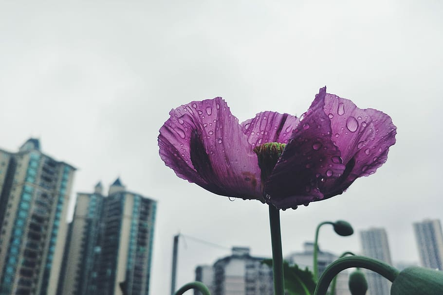 flower, nature, summer, plant, flowering plant, freshness, building exterior HD wallpaper