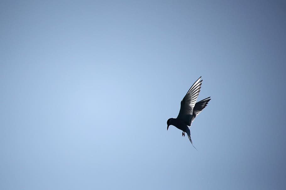 silhouette of bird in mid air, common tern, himmel, flying HD wallpaper